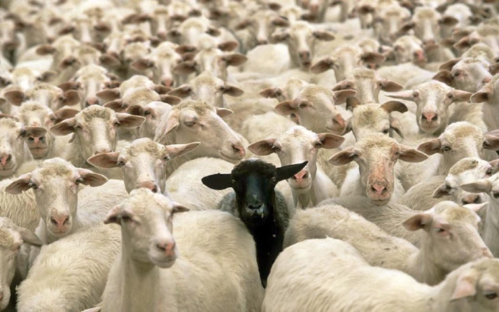Чорна вівця серед білих